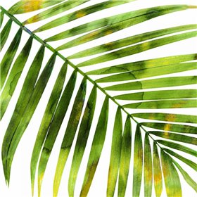 Tropical Palm I - Cuadrostock