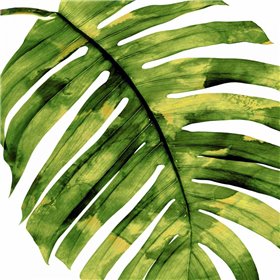 Tropical Palm II - Cuadrostock