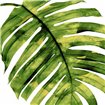 Tropical Palm II - Cuadrostock