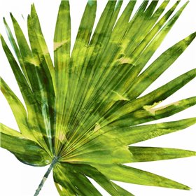 Tropical Palm IV - Cuadrostock