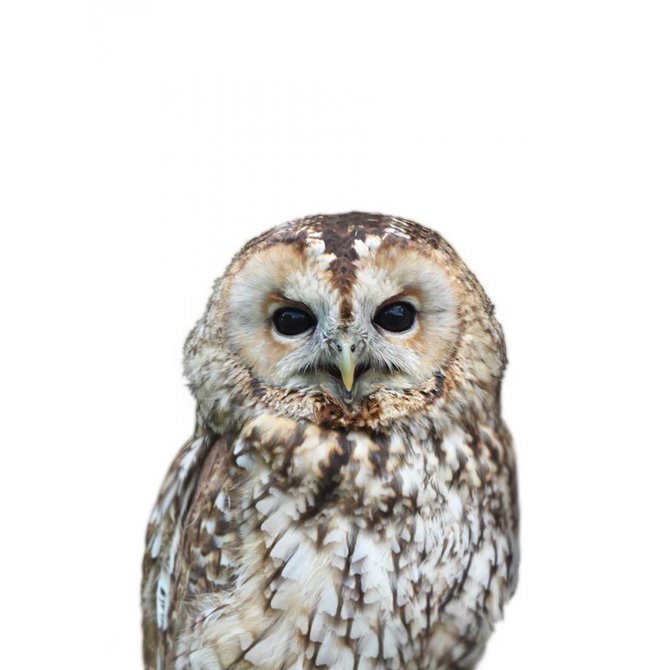 Owl - Cuadrostock