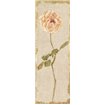 Pale Rose Panel on White Vintage - Cuadrostock