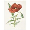 Scarlet Poppy - Cuadrostock