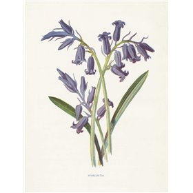 Hyacinth - Cuadrostock