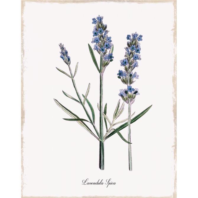 Lavender - Cuadrostock