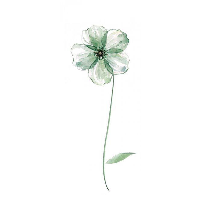 Sage Flower II - Cuadrostock