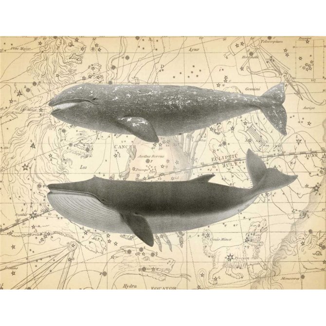 Whale Constellation 2 - Cuadrostock