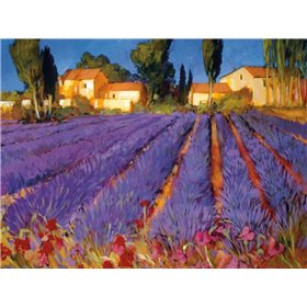Late Afternoon, Lavender Fields - Cuadrostock