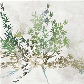 Olive Branch - Cuadrostock