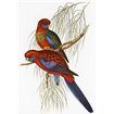 Platycercus Pennantii - Cuadrostock