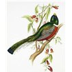 Trogon Ambiguus - Cuadrostock