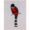 Trogon Mexicanus - Cuadrostock