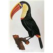 Le Toucan - Cuadrostock