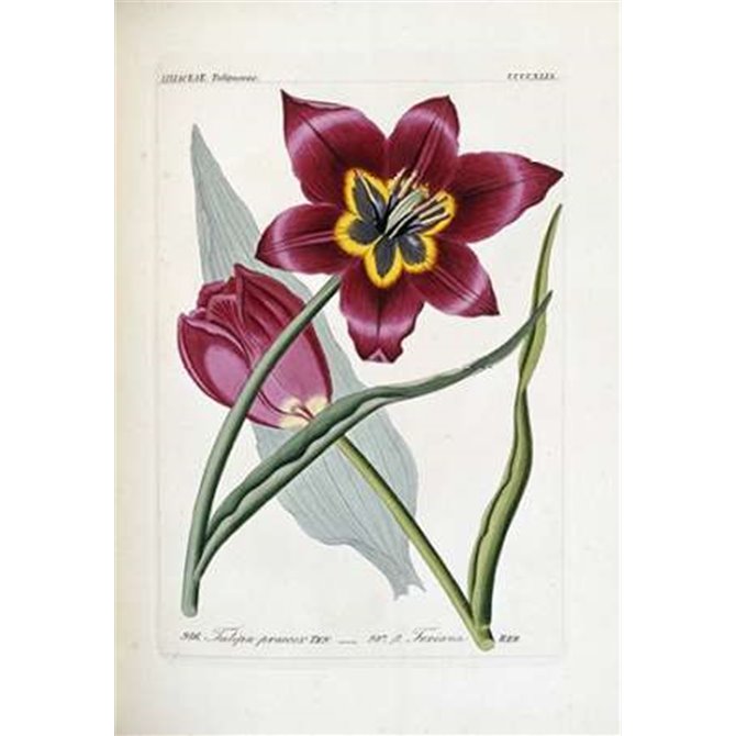 Tulipa Praecox - Cuadrostock
