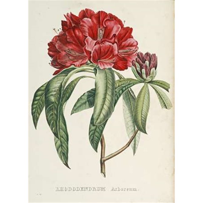 RhododendMaps Arboreum - Cuadrostock