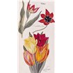 Tulips - Flora Universalis - Cuadrostock