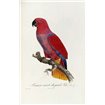 Histoire Naturelle Des Perroquets - Cuadrostock