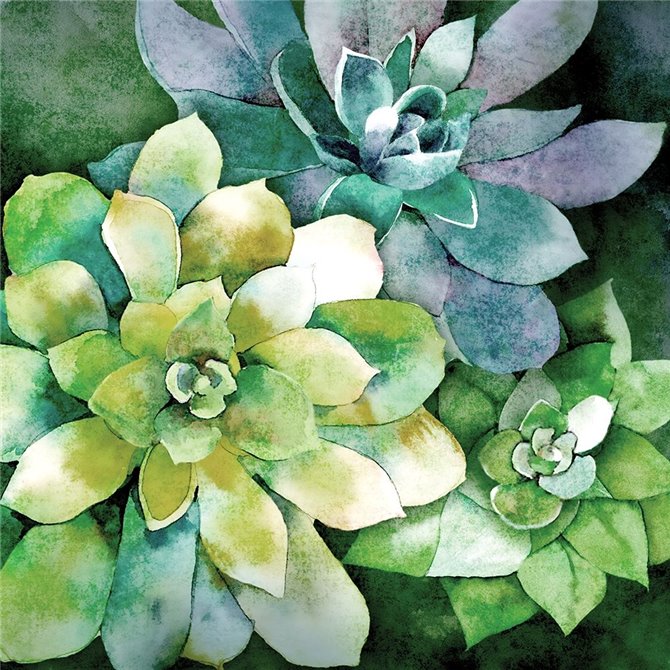 Summer Succulents - Cuadrostock