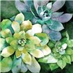 Summer Succulents - Cuadrostock