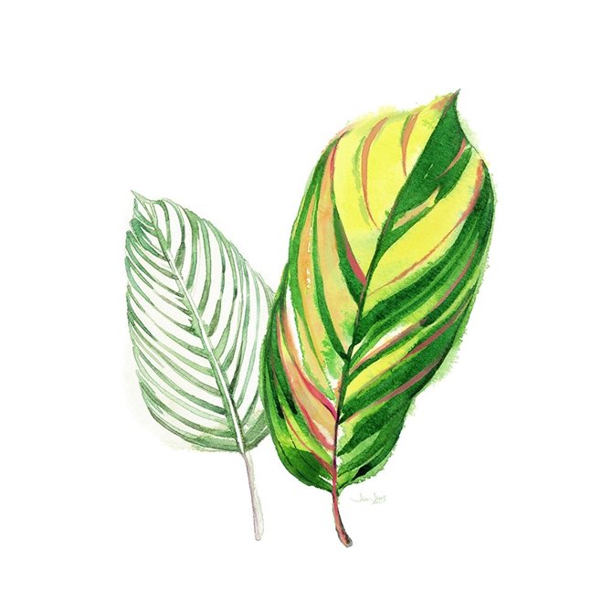 Tropical Striped Leaf - Cuadrostock