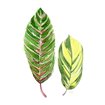 Tropical Variegated Leaf - Cuadrostock