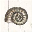 Shell Sketches I Shiplap - Cuadrostock