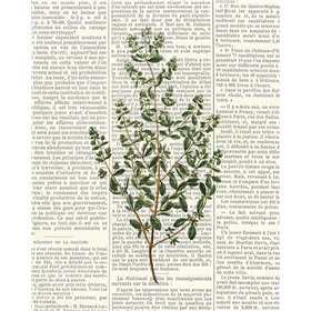 Fresh Herbs 3 - Cuadrostock