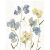 Blue Sweet Peas II - Cuadrostock