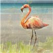 Flamingo Fancy II - Cuadrostock