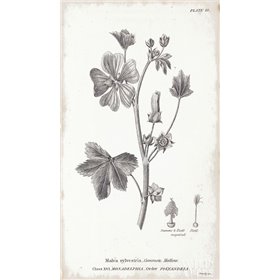 Conversations on Botany VII - Cuadrostock