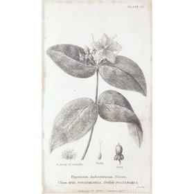 Conversations on Botany VIII - Cuadrostock