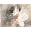 Abstract Peony - Cuadrostock