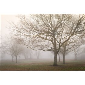 Trees in Fog 1 - Cuadrostock