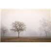 Trees in Fog 2 - Cuadrostock