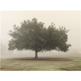 Trees in Fog 5 - Cuadrostock