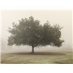 Trees in Fog 5 - Cuadrostock