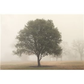 Trees in Fog 6 - Cuadrostock