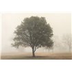 Trees in Fog 6 - Cuadrostock