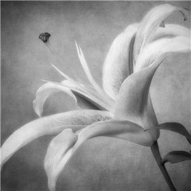 Black and White Lily 4 - Cuadrostock