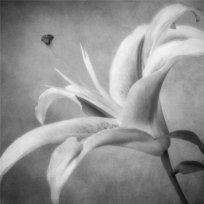 Black and White Lily 4 - Cuadrostock