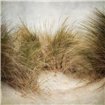 Beach Grasses 1 - Cuadrostock