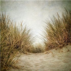 Beach Grasses 2 - Cuadrostock