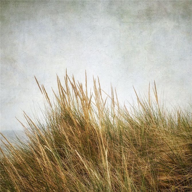Beach Grasses 3 - Cuadrostock