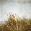 Beach Grasses 3 - Cuadrostock