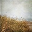 Beach Grasses 4 - Cuadrostock