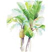 Cuadro para dormitorio - Watercolor Banana Plantain - Cuadrostock