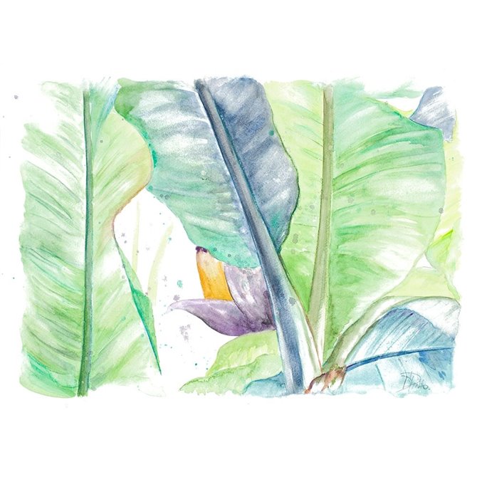 Fresh Banana Plantain - Cuadrostock