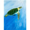 Green Turtle - Cuadrostock