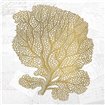 Gold Coral 1 - Cuadrostock