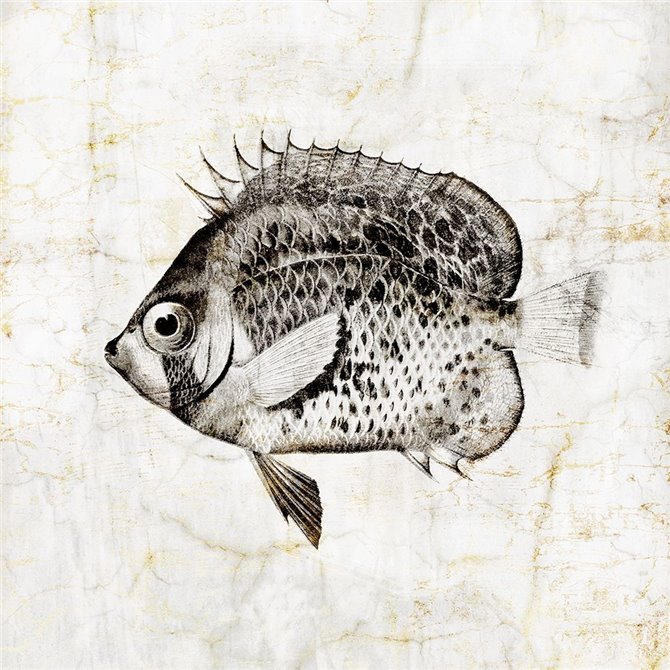 Vintage Fish IV - Cuadrostock